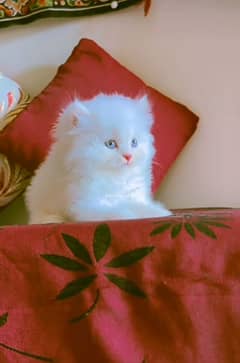 Cat Persian| Blue eye| Baby| kitten| Punch face| triple kot