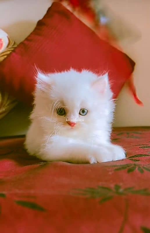 Cat Persian| Blue eye| Baby| kitten| Punch face| triple kot 1