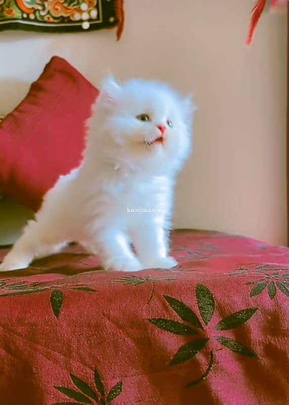 Cat Persian| Blue eye| Baby| kitten| Punch face| triple kot 2