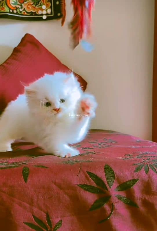 Cat Persian| Blue eye| Baby| kitten| Punch face| triple kot 3