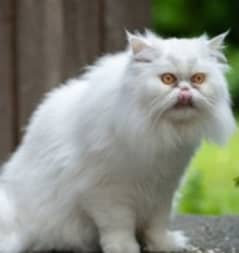 _Purebred Persian Cats for Sale -03454495679