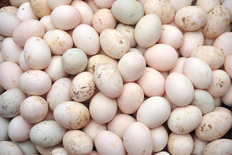 Desi Duck Eggs 1