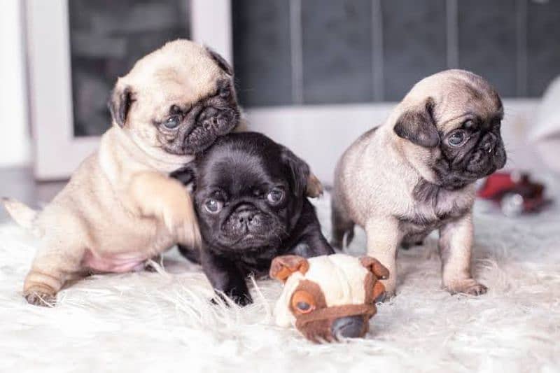 pug male female puppies 0