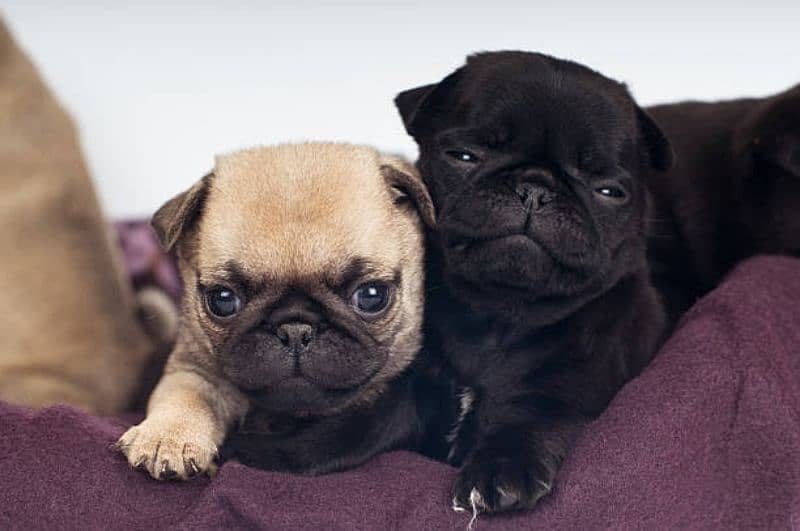 pug male female puppies 1