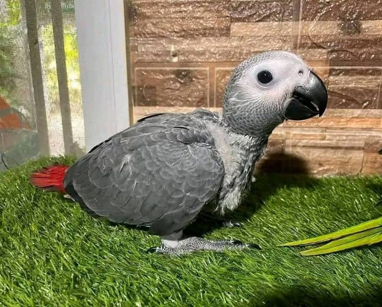 African Grey Parrot checks for sale03349506941 0