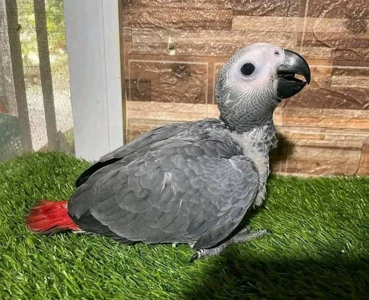 African Grey Parrot checks for sale03349506941 1