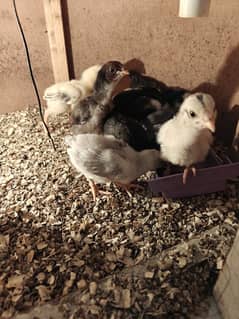 high quality aseel chicks available for sale