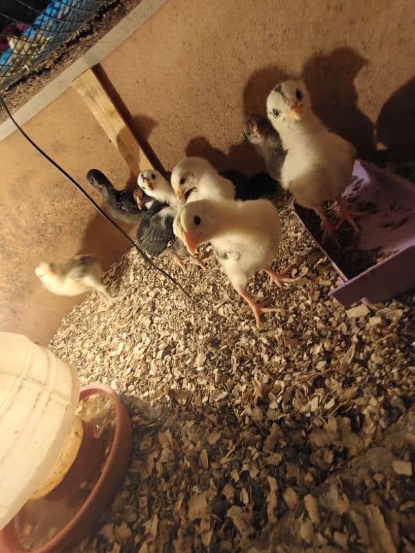 high quality aseel chicks available for sale 1