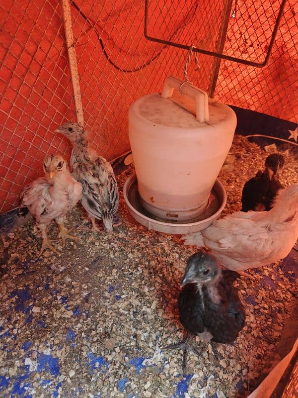 high quality aseel chicks available for sale 2