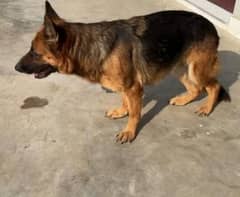 German shepherd young female