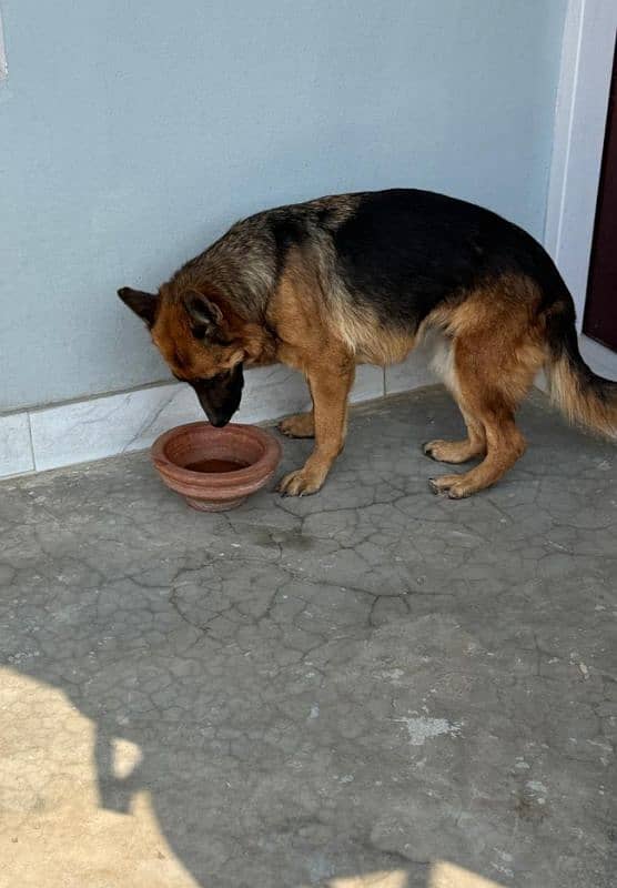 German shepherd young female 1