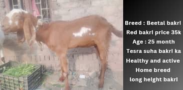 beetal goat | beetal bakri | beetal cross bakri | gaban bakri | desi