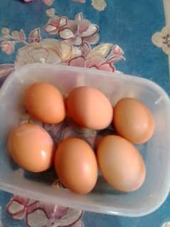 desi eggs fertile eggs