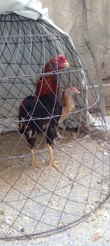 Pure Aseel Fertile Eggs Available 2