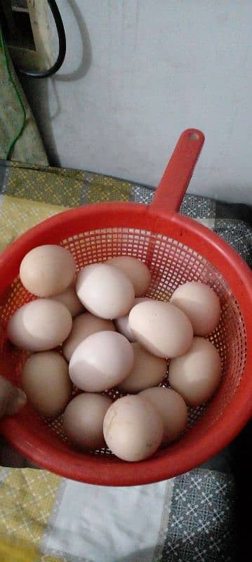 Pure Aseel Fertile Eggs Available 0