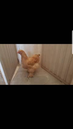 golden buff female for sale and chicks brahma and frizle