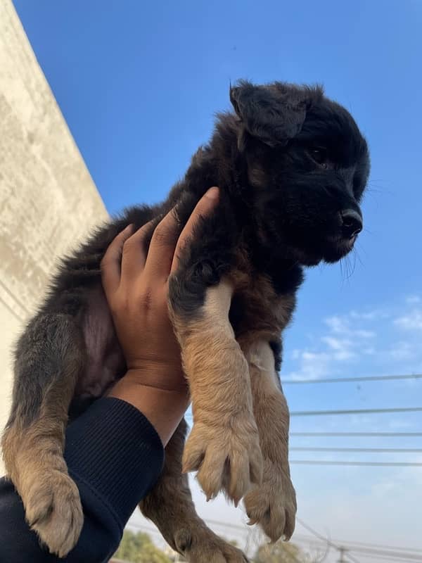 long coat german shepherd puppy 0