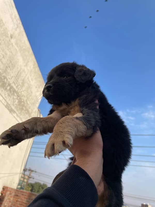 long coat german shepherd puppy 2