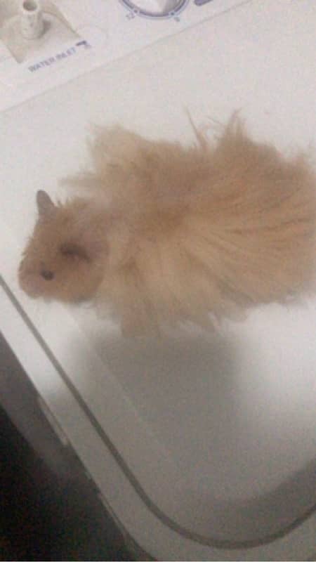 hamster breeding pair for sale 1