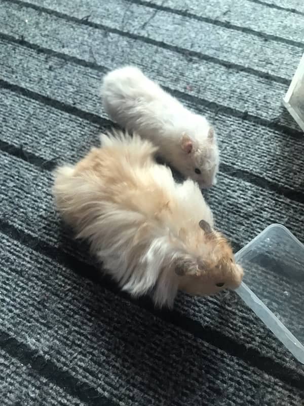 hamster breeding pair for sale 2