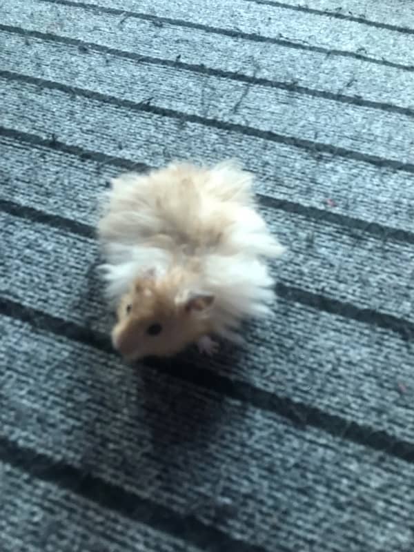 hamster breeding pair for sale 3