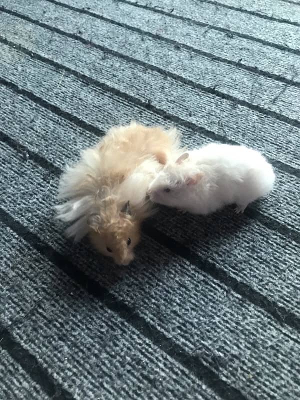 hamster breeding pair for sale 4