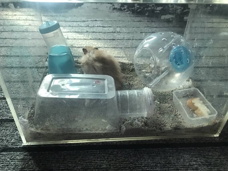 hamster breeding pair for sale 5