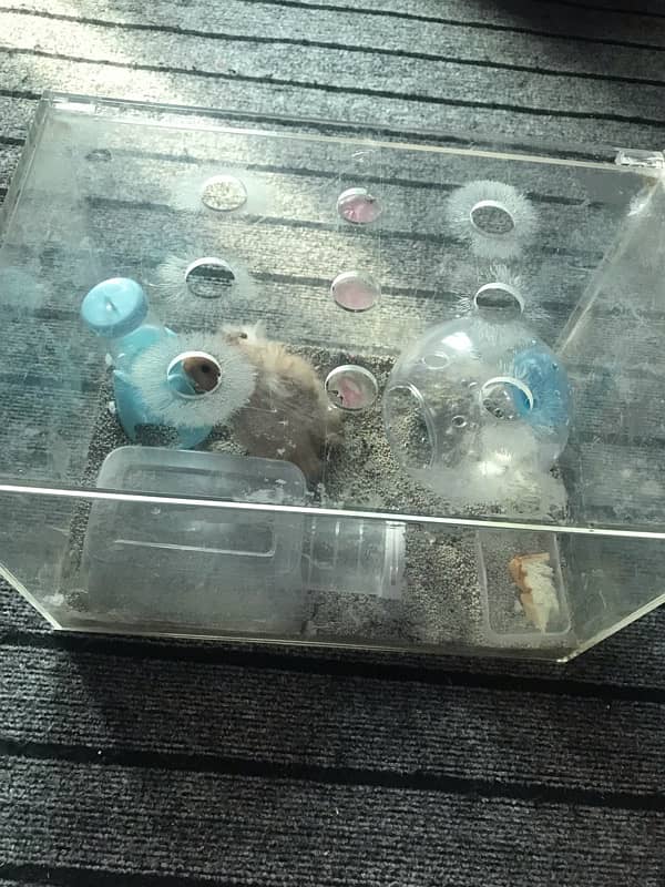 hamster breeding pair for sale 6