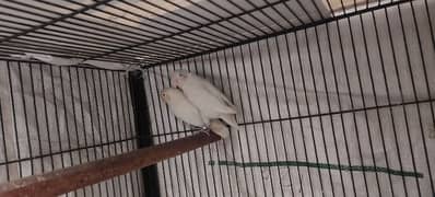 Lovebird red eyes for sale