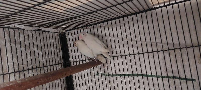 Lovebird red eyes for sale 0