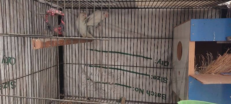 Lovebird red eyes for sale 1