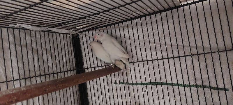 Lovebird red eyes for sale 2