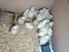 white silky chicks 03004245714