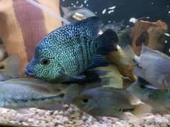 mix chiclids and pacu