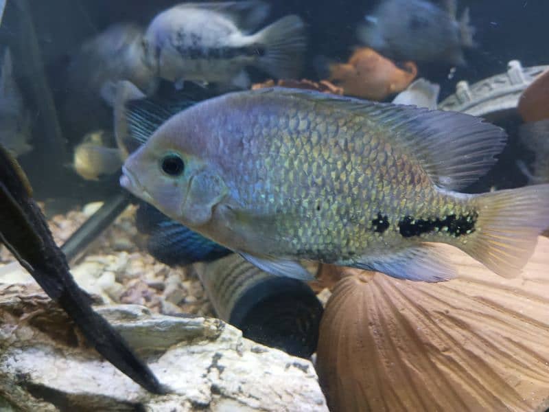 mix chiclids and pacu 8