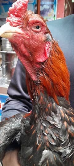 Cock for sell breed Pure Pakistani