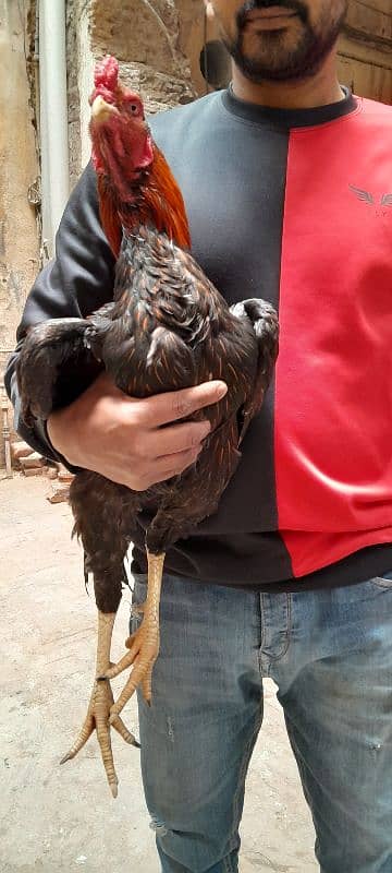 Cock for sell breed Pure Pakistani 2