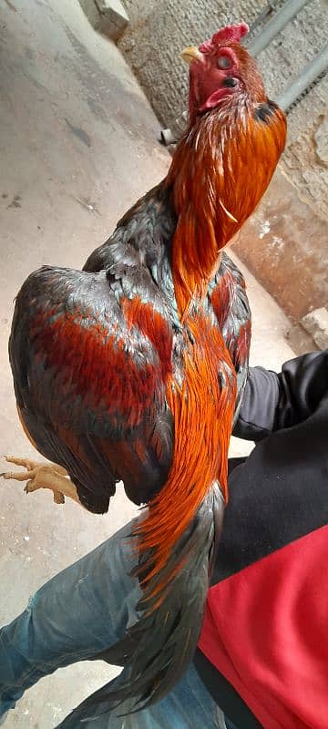 Cock for sell breed Pure Pakistani 3