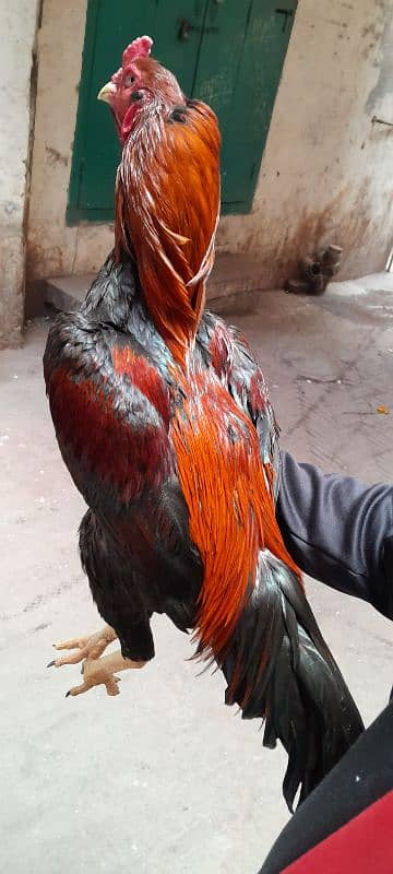 Cock for sell breed Pure Pakistani 4