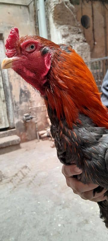 Cock for sell breed Pure Pakistani 5