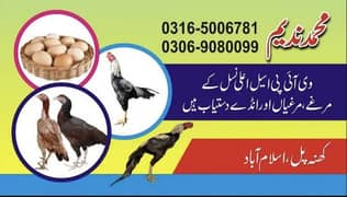 Aseel Heera | aseel Mianwali | aseel eggs | aseel chicks