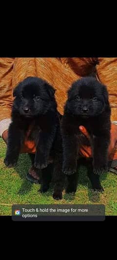 Black German Shepherd Long coat pair / German Shepherd Puppies