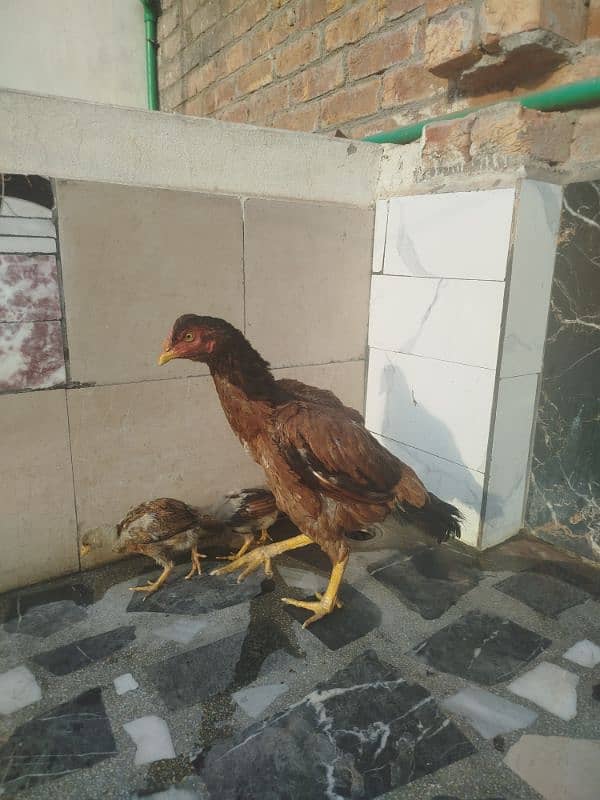 selling my aseel mianwali breed hen 2