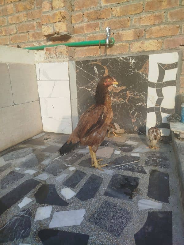 selling my aseel mianwali breed hen 3