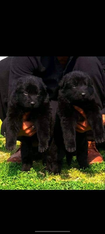 Black German Shepherd Long coat pair/ German Shepherd Puppies 0