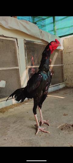 Murga long tail II black lasani aseel II aseel pair for sale II