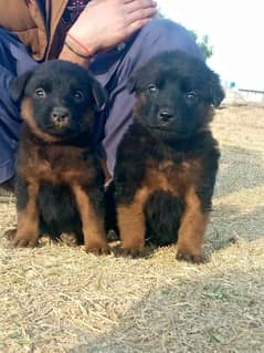 German Shepherd Double Coat pair For Sale