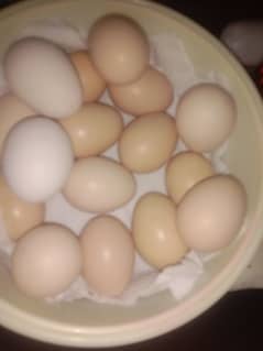 pela aseel eggs for sale. eggs Fresh hain