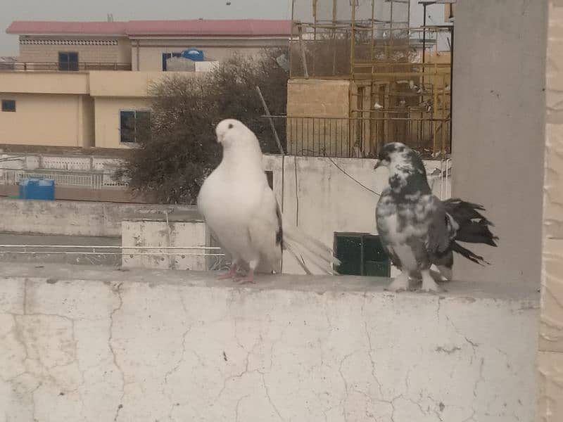 fancy pigeon 1