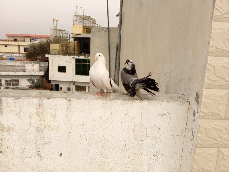 fancy pigeon 2